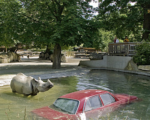 tanque dos rinocerontes com carro submerso l imagem: a criação