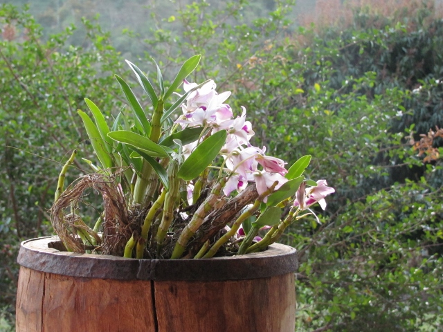 orquídea encontrada às margens do Rio Aiuruoca, que corta o terreno