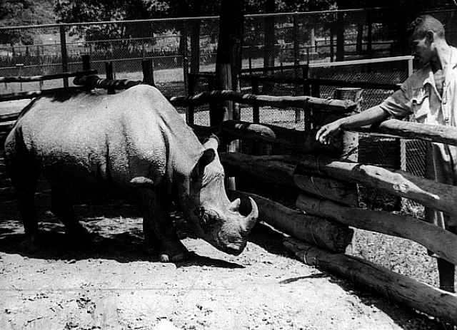 rinoceronte cacareco, eleito em 1959 para vereador | imagem: estadão