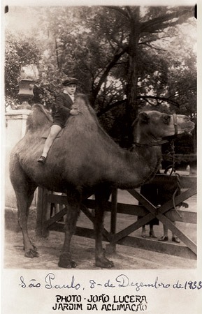 foto de 1933 de joão lucera de menino montado em camelo | imagem: estadão